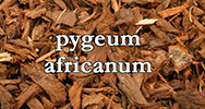 Pygeum africanum